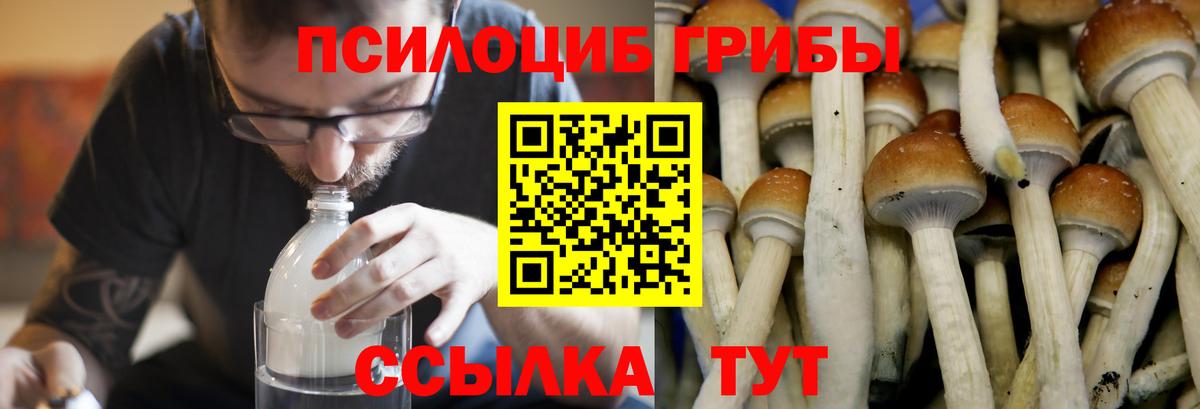 Ногинск  Псилоцибиновые грибы Magic Shrooms  Вход с VPN 